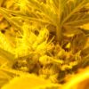 Colombian Gold Feminized Cannabis Seeds | Colombian Gold Strain | The Seed Fair