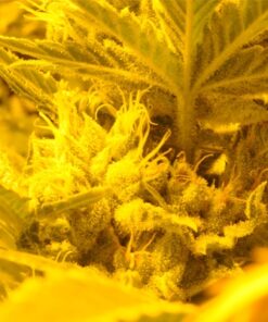 Colombian Gold Feminized Cannabis Seeds | Colombian Gold Strain | The Seed Fair