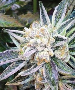 Cookie Jar Feminized Cannabis Seeds | Cookie Jar Strain | The Seed Fair