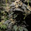 Cookie Monster Feminized Cannabis Seeds | Cookie Monster Strain | The Seed Fair