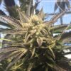 Cornbread Feminized Cannabis Seeds | Cornbread Strain | The Seed Fair