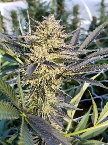 Critical Plus Feminized Cannabis Seeds | Critical Plus Strain | The Seed Fair