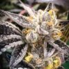 Cuvee Feminized Cannabis Seeds | Curvee Strain | The Seed Fair