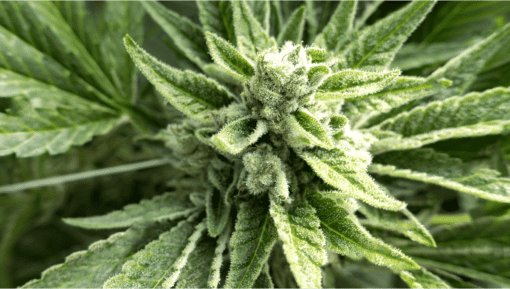 Dakini Kush Feminized Cannabis Seeds | Dakini Kush Strain | The Seed Fair