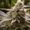 Deadhead OG Feminized Cannabis Seeds | Deadhead OG Strain | The Seed Fair