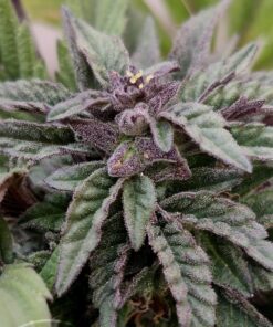 Deep Chunk Feminized Cannabis Seeds | Deep Chunk Strain | The Seed Fair