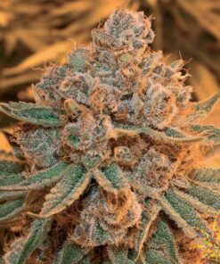Denver Maple Feminized Cannabis Seeds | Denver Maple Strain | The Seed Fair