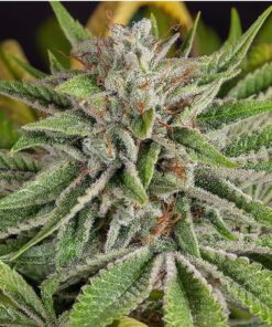 Diamond Valley Kush Feminized Cannabis Seeds | Diamond Valley Strain | The Seed Fair