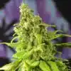Digweed Feminized Cannabis Seeds | Digweed Strain | The Seed Fair
