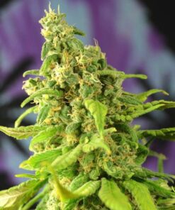Digweed Feminized Cannabis Seeds | Digweed Strain | The Seed Fair