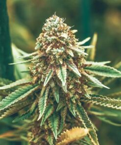 Dirty Girl Feminized Cannabis Seeds | Dirty Girl Strain | The Seed Fair