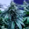 Disney Blue Feminized Cannabis Seeds | Disney Blue Strain | The Seed Fair