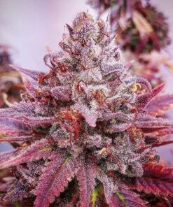 Double Purple Doja Feminized Cannabis Seeds | Double Purple Doja | The Seed Fair