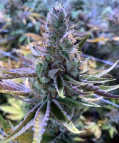 Dr. Funk Feminized Cannabis Seeds | Dr. Funk Strain | The Seed Fair
