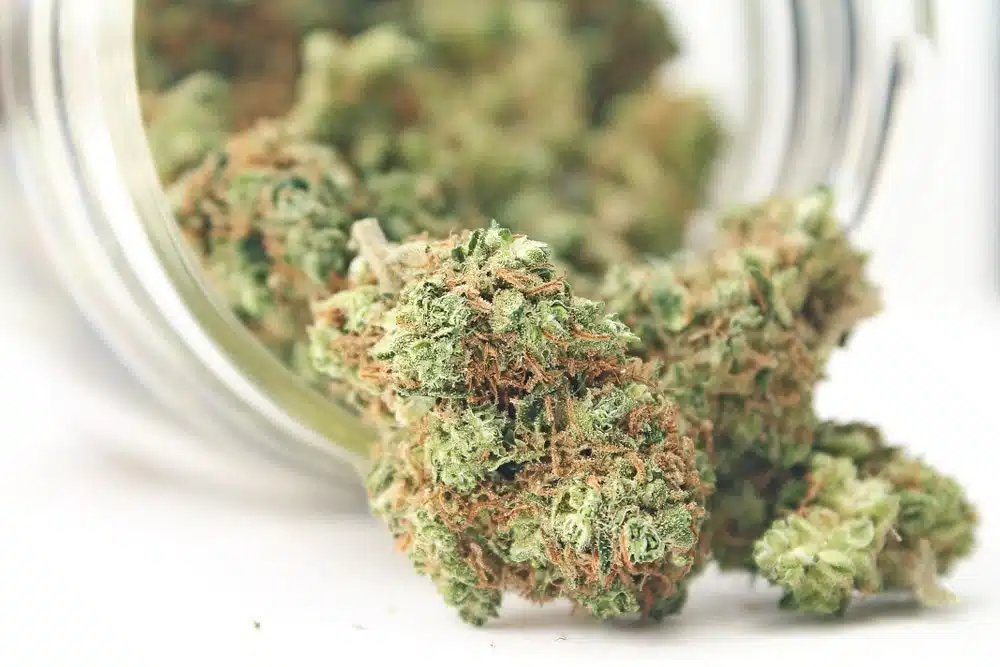 dried and cured cannabis buds in a class jar