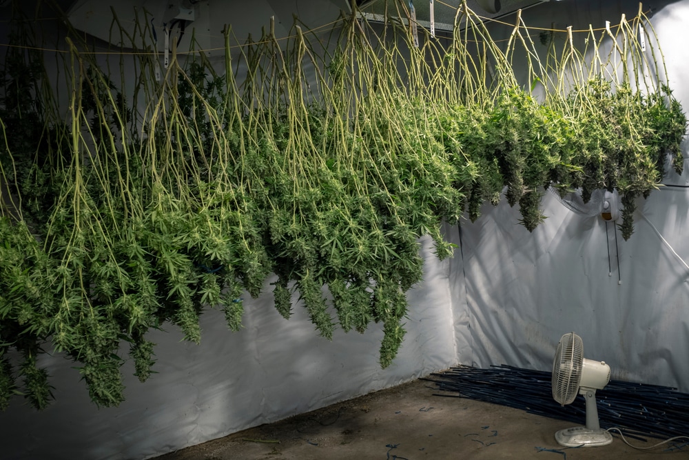 drying and curing harvested cannabis in a clean room