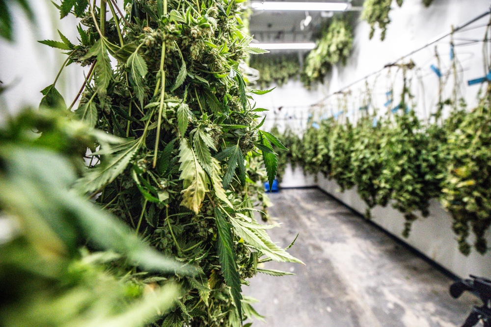 harvested cannabis hung up to dry in a clean room