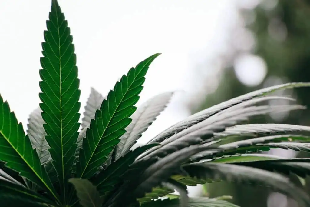 10 Ways On How To Conserve Weed And Save Money | Our Guide | The Seed Fair