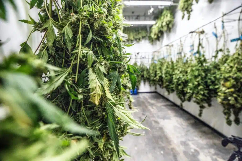 Best Ways To Dry And Mend Marijuana | Guide On How To Dry Weed | The Seed Fair