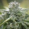Growers Choice Feminized Cannabis Seeds | Growers Choice Strain | The Seed Fair