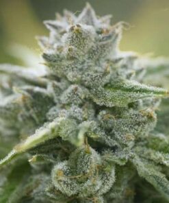 Growers Choice Feminized Cannabis Seeds | Growers Choice Strain | The Seed Fair