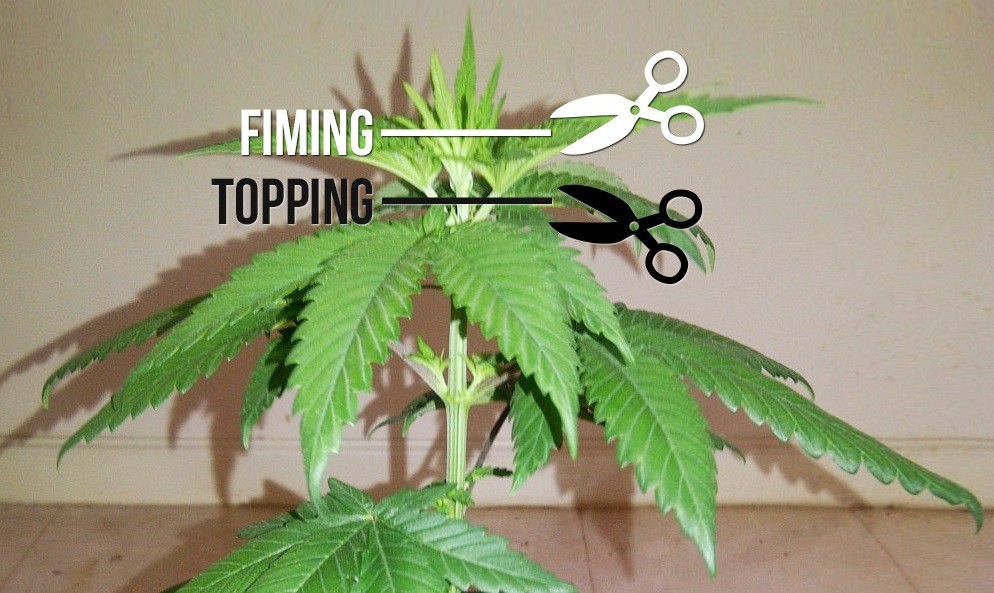 How To Top And Prune Cannabis Plants | Topped Plant Vs Non Topped | The Seed Fair