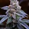 Mimosa Feminized Cannabis Seeds | Mimosa Strain | The Seed Fair