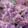 Buckeye Purple Feminized Cannabis Seeds | Buckeye Purple Strain | The Seed Fair
