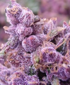 Buckeye Purple Feminized Cannabis Seeds | Buckeye Purple Strain | The Seed Fair