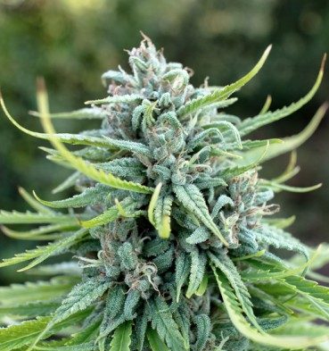 weed strains that won't make you hungry Durban poison