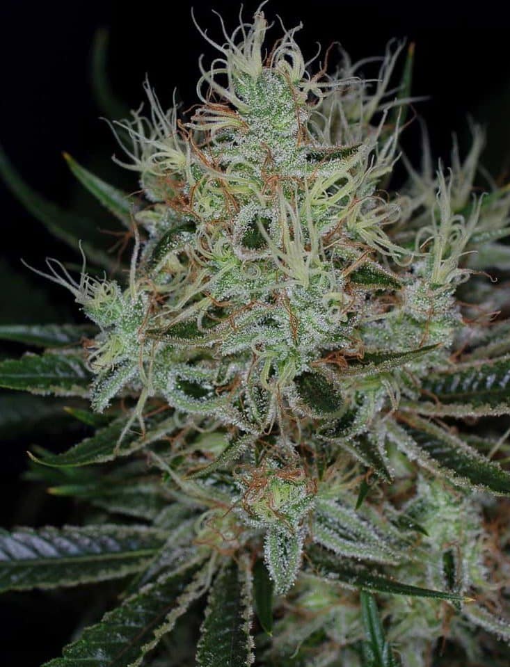 jack the ripper strains that won't make you hungry