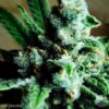 Jimi Hendrix Feminized Cannabis Seeds | Jimi Hendrix Strain | The Seed Fair