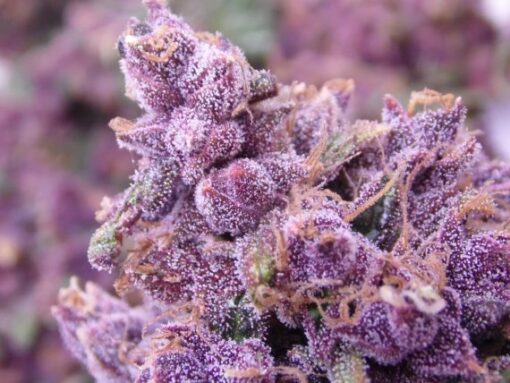 Buckeye Purple Feminized Cannabis Seeds | Buckeye Purple Strain | The Seed Fair