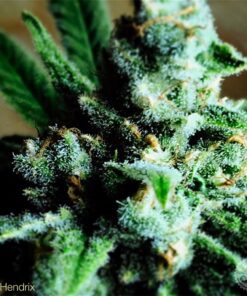Jimi Hendrix Feminized Cannabis Seeds | Jimi Hendrix Strain | The Seed Fair