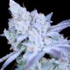 Modified Mints Feminized Cannabis Seeds | Modified Mints Strain | The Seed Fair