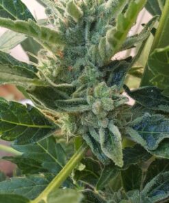 Zerbert Feminized Cannabis Seeds | Zerbert Strain | The Seed Fair
