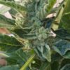 Zerbert Feminized Cannabis Seeds | Zerbert Strain | The Seed Fair