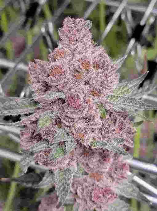 Tropicana Cherry Feminized Cannabis Seeds | Tropicana Cherry Strain | The Seed Fair