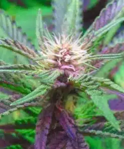 Ayahuasca Purple Autoflowering Feminized Marijuana Seeds | Ayahuasca | The Seed Fair