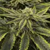El Chapo OG Feminized Marijuana Seeds | El Chapo Strain | The Seed Fair