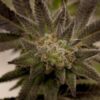 Gobbilygoo Feminized Marijuana Seeds | Gobbilygoo Feminzed Strain | The Seed Fair