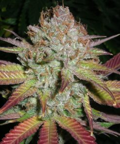 Grapefruit Diesel Feminized Marijuana Seeds | Grapefruit Diesel Strain | The Seed Fair