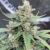 J1 Feminized Marijuana Seeds | J1 Feminized Strain | The Seed Fair