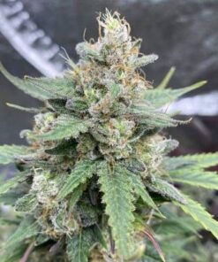 J1 Feminized Marijuana Seeds | J1 Feminized Strain | The Seed Fair