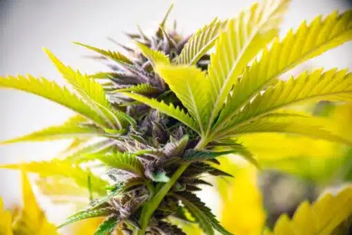 Kryptonite Feminized Marijuana Seeds | Kryptonite Feminized Strain | The Seed Fair