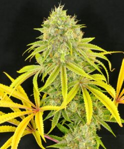 Longbottom Leaf Feminized Marijuana Seeds | Longbottom Leaf Strain | The Seed Fair