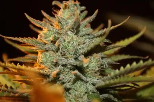 Morning Glory Feminized Marijuana Seeds | Morning Glory Strain | The Seed Fair