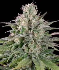 UK Cheese Feminized Marijuana Seeds | UK Cheese Strain | The Seed Fair