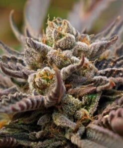 UW Feminized Marijuana Seeds | UW Feminized Strain | The Seed Fair