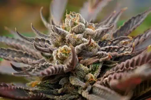 UW Feminized Marijuana Seeds | UW Feminized Strain | The Seed Fair